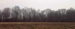 Trees on Horizon I (Maryland Eastern Shore)
