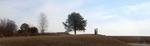 Trees on Horizon IV (Maryland Eastern Shore)