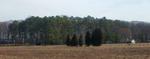 Trees on Horizon VI (Maryland Eastern Shore)