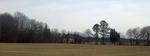 Trees on Horizon VII (Maryland Eastern Shore)