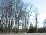Tree Silhouettes I (Maryland Eastern Shore)