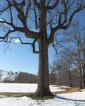 Angular Tree I