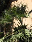 Botanical Gardens, U. of Pisa