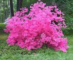 Arboretum, 2 May 2009