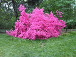 arboretum2009_IMG00006-20090502-1532