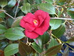 arboretum2009_IMG00012-20090502-1538