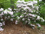 arboretum2009_IMG00013-20090502-1538
