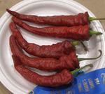 pgfair2009_IMG_4991