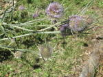 tuscany2007_IMG_1792