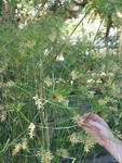 tuscany2007_IMG_1798