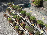 tuscany2007_IMG_1801