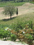 tuscany2007_IMG_1481