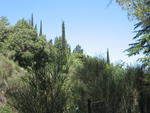 tuscany2007_IMG_1486