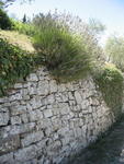 tuscany2007_IMG_1516